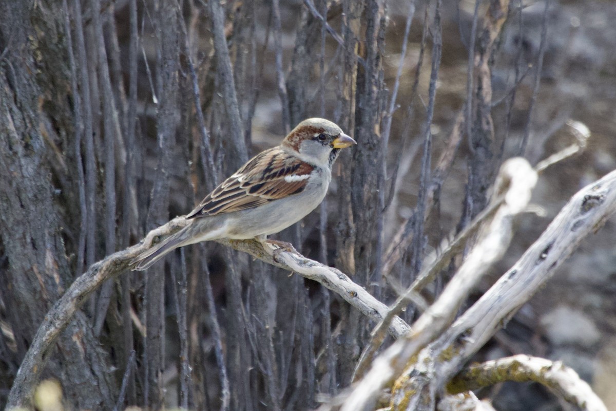 家麻雀 - ML644763499