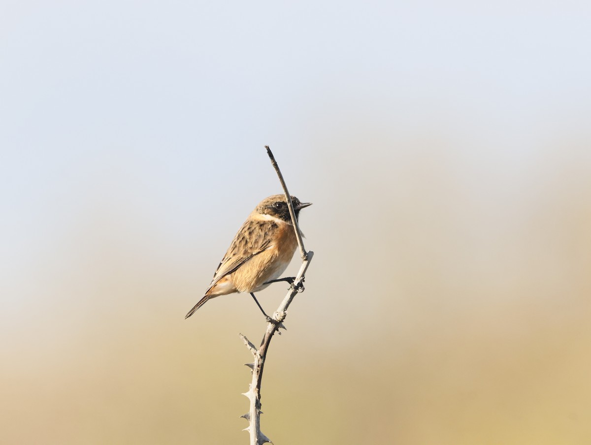 Трав'янка чорноголова - ML644763502