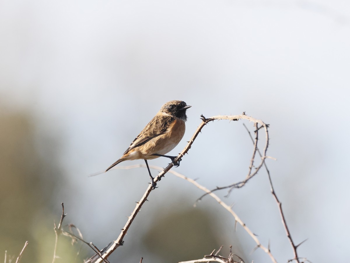 Трав'янка чорноголова - ML644763503