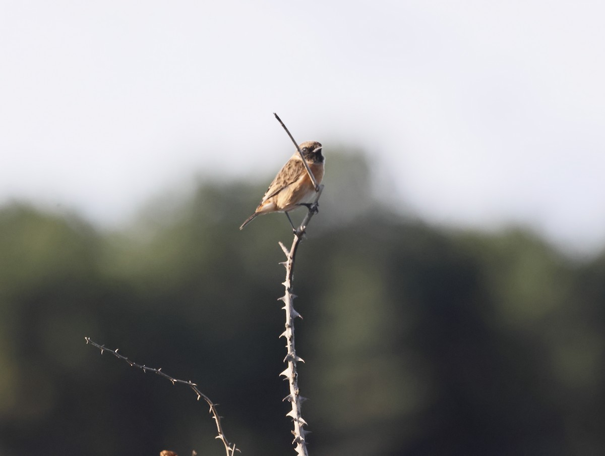 Трав'янка чорноголова - ML644763504