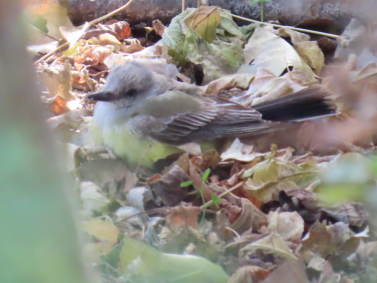 Western Kingbird - ML644763506