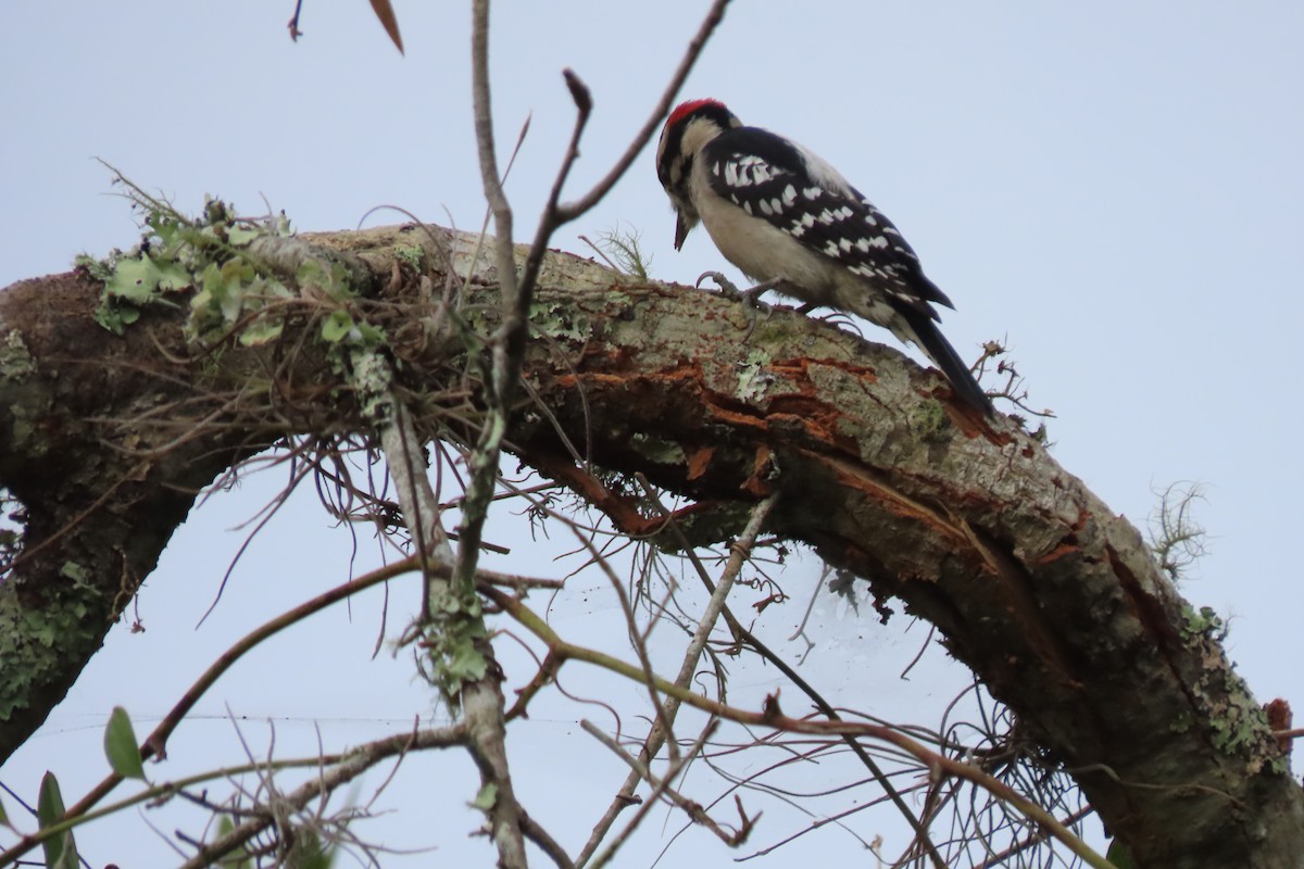 Downy Woodpecker - ML644763507