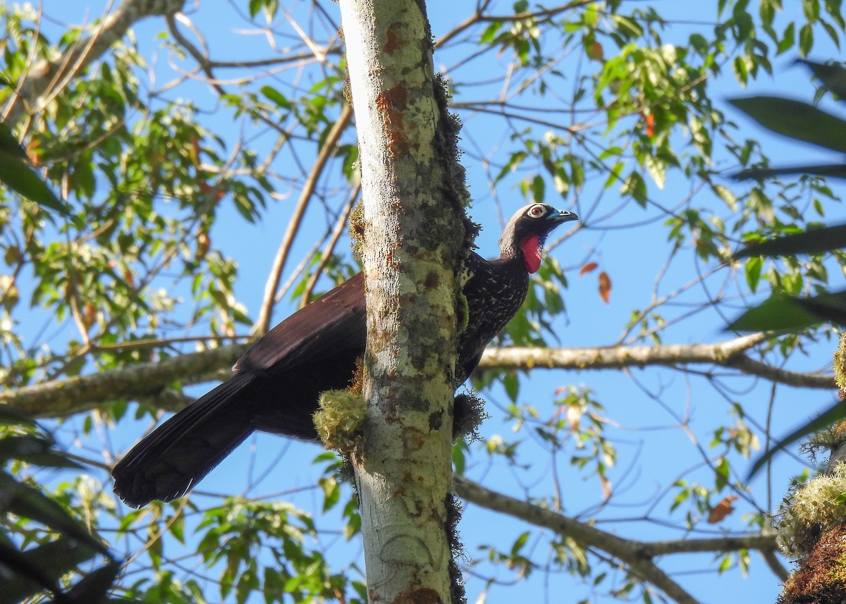 Black-fronted Piping-Guan - ML644763520