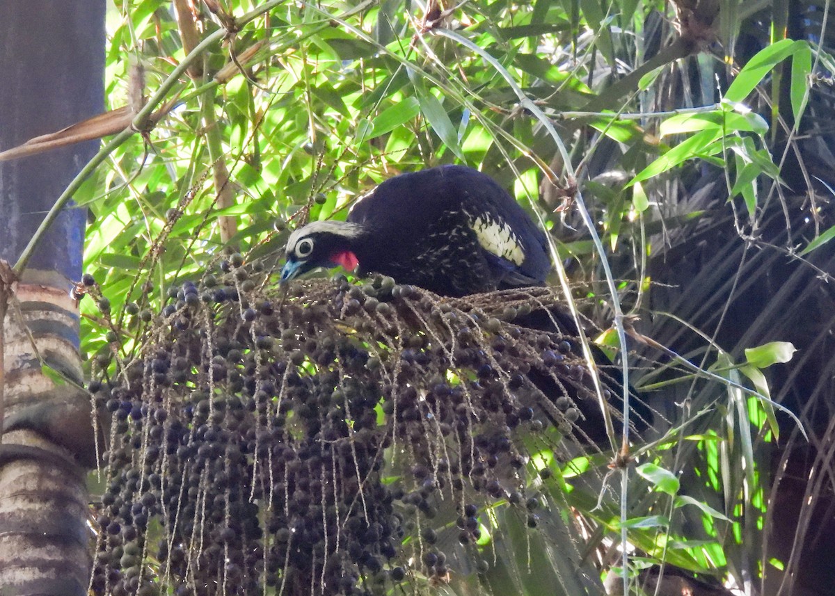 Black-fronted Piping-Guan - ML644763521