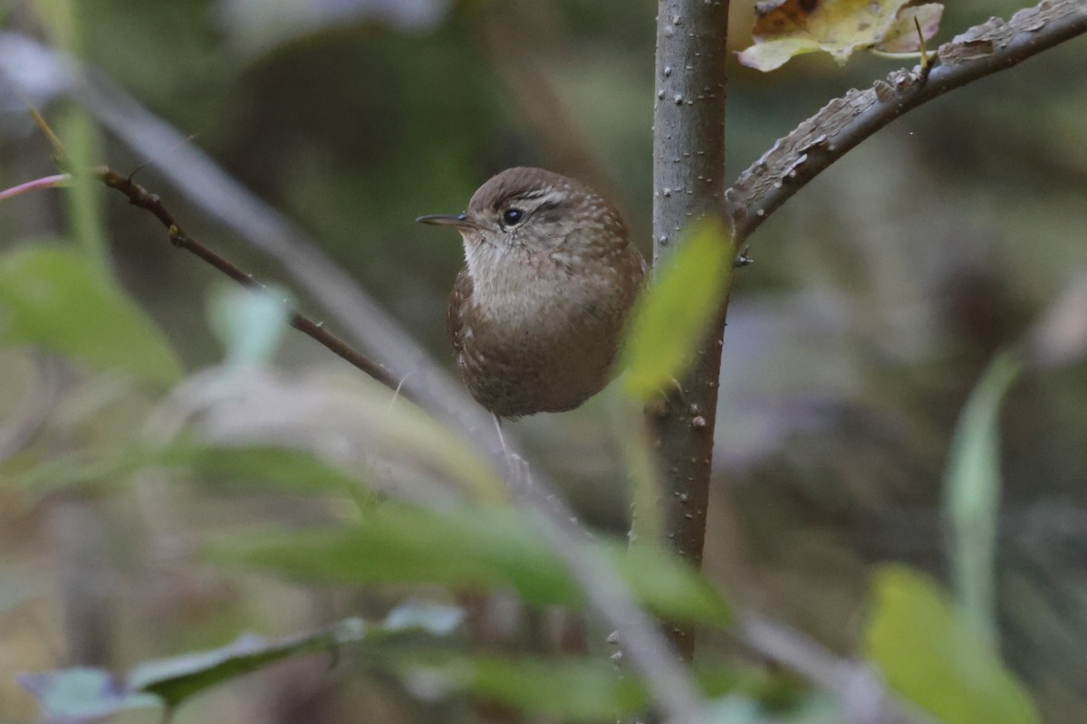 střízlík kanadský - ML644763527