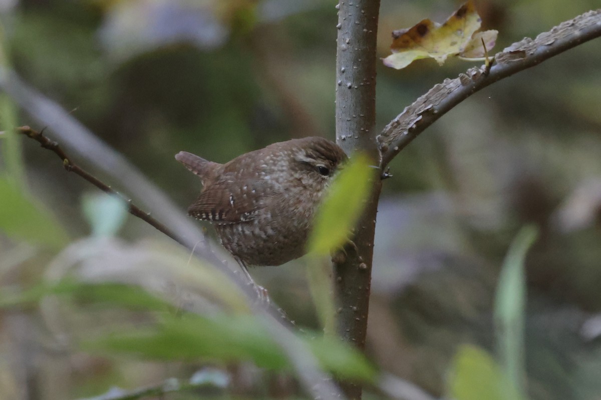 střízlík kanadský - ML644763528