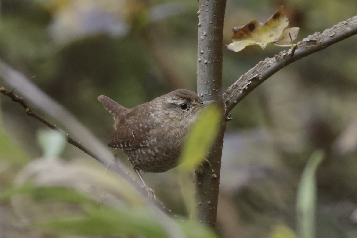 střízlík kanadský - ML644763533