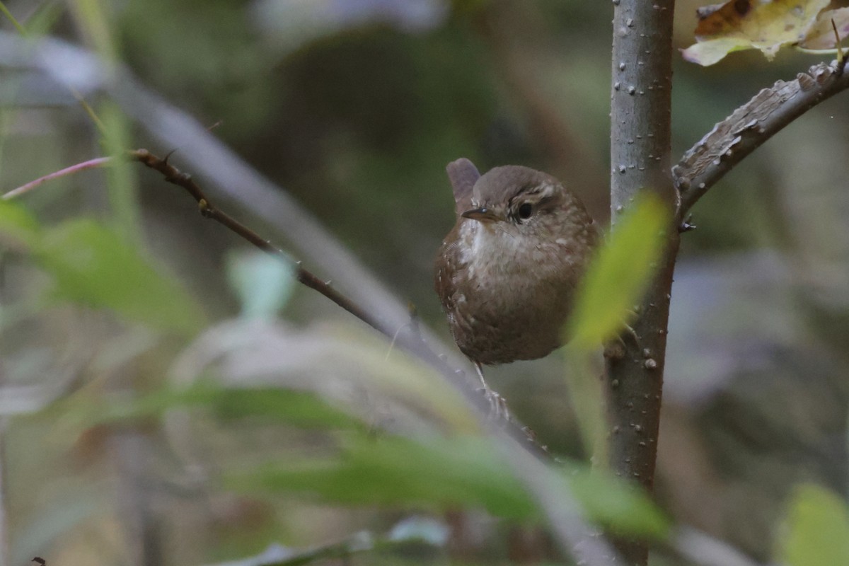 střízlík kanadský - ML644763535