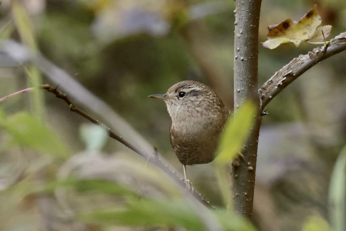 střízlík kanadský - ML644763536