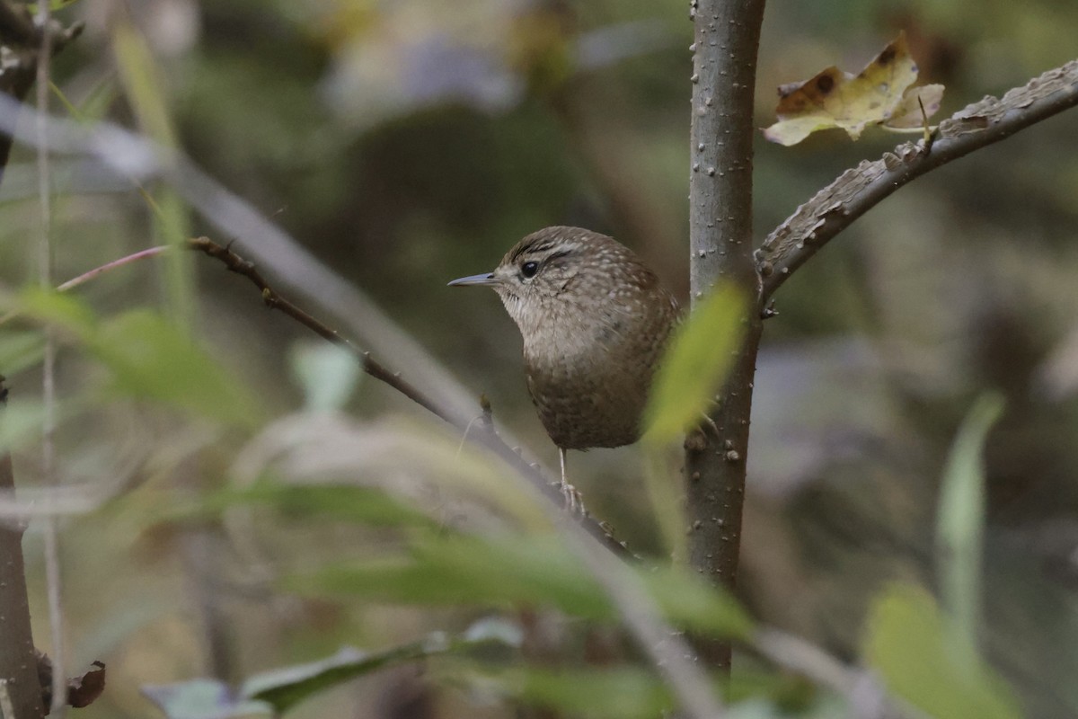 střízlík kanadský - ML644763537