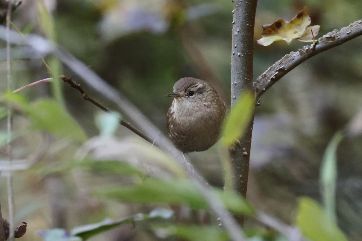 střízlík kanadský - ML644763538