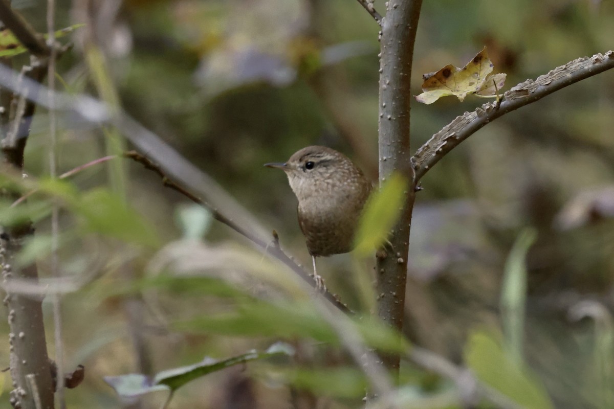 střízlík kanadský - ML644763539