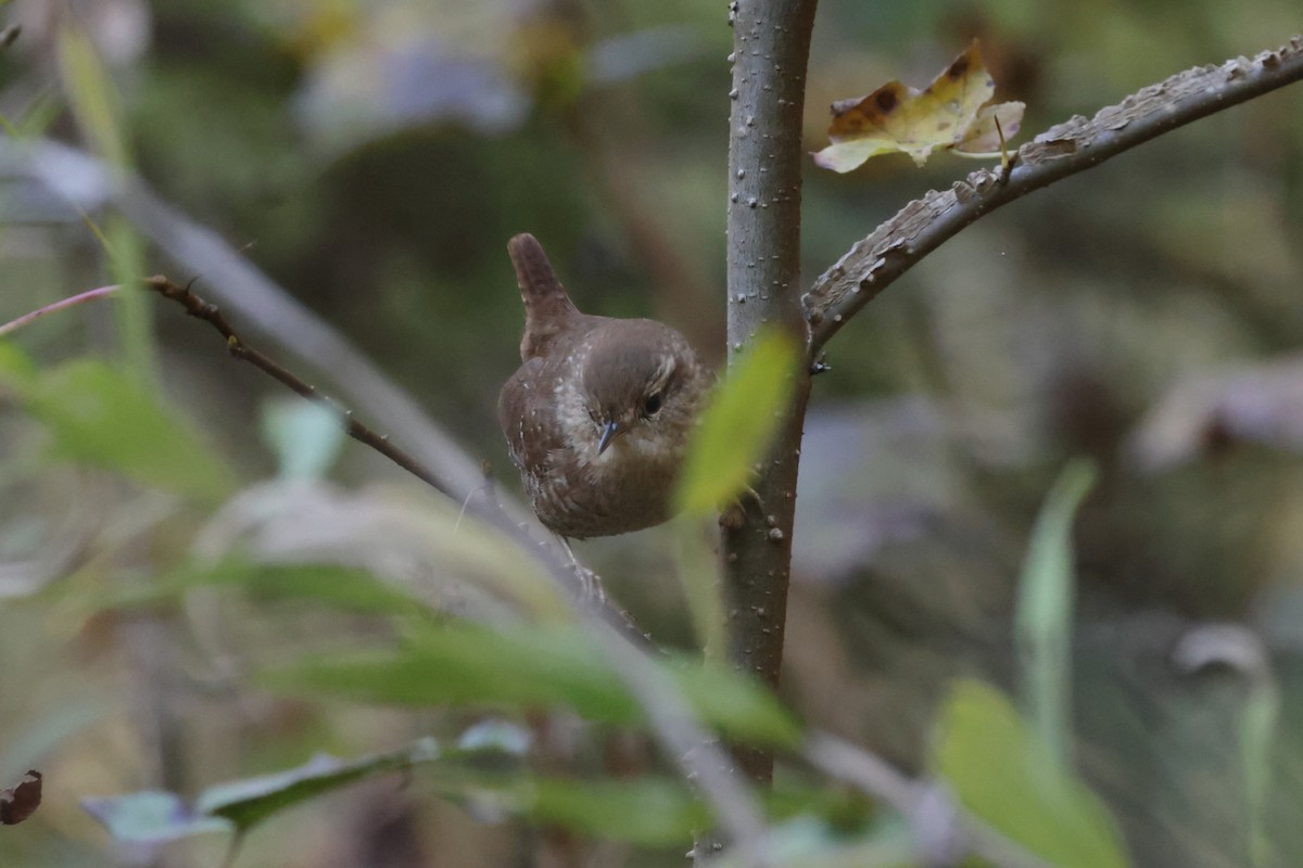 střízlík kanadský - ML644763540