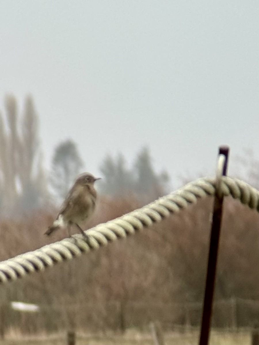 Mountain Bluebird - ML644763541