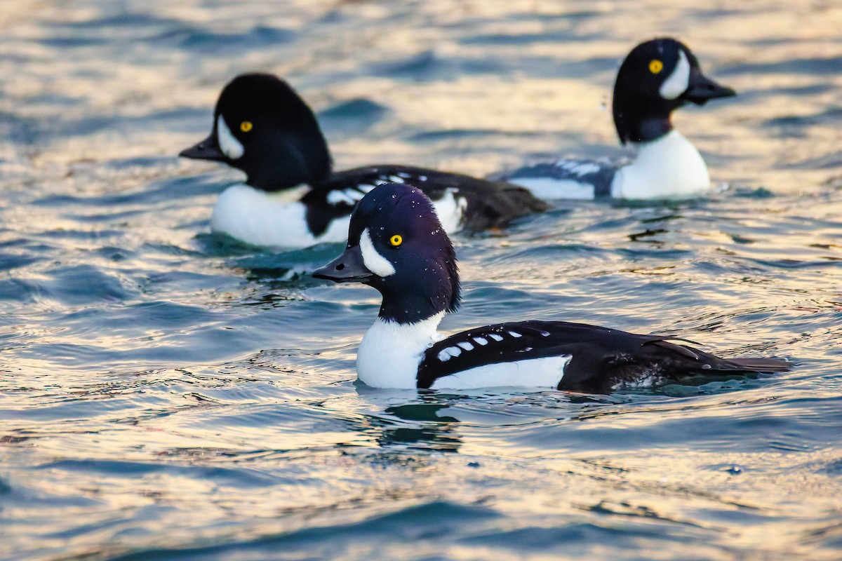 Barrow's Goldeneye - ML644763542