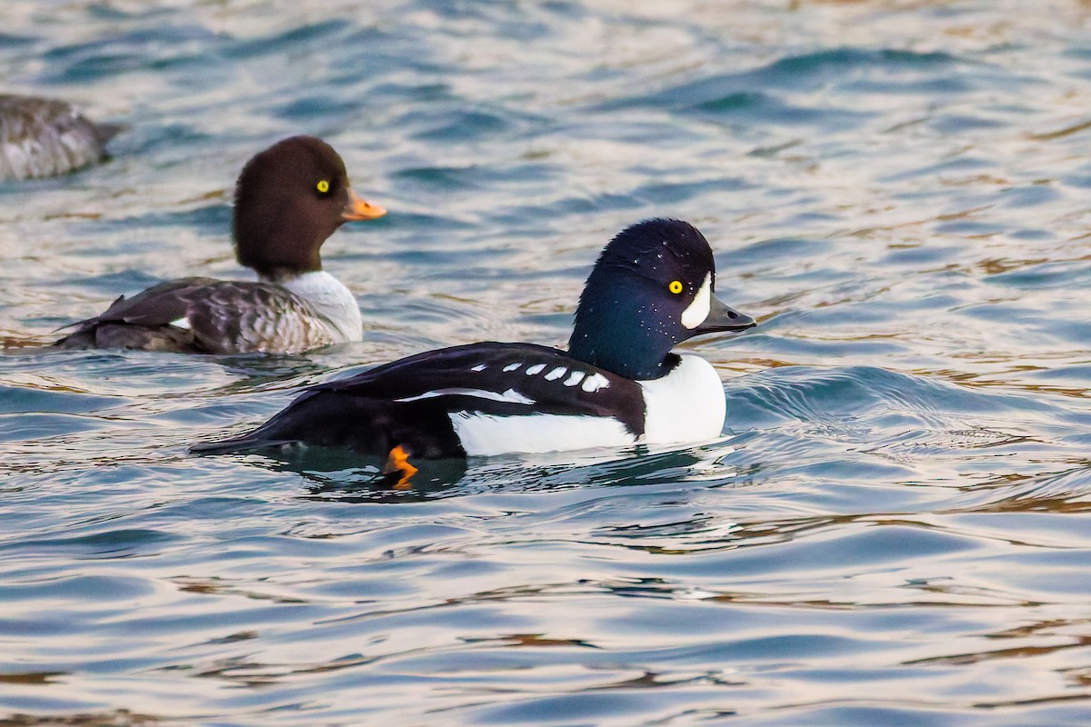 Barrow's Goldeneye - ML644763551
