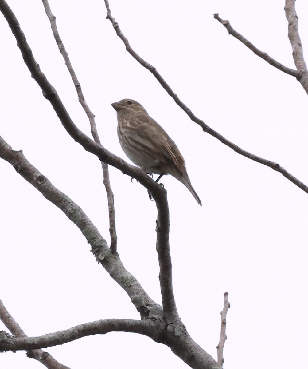House Finch - ML644763553