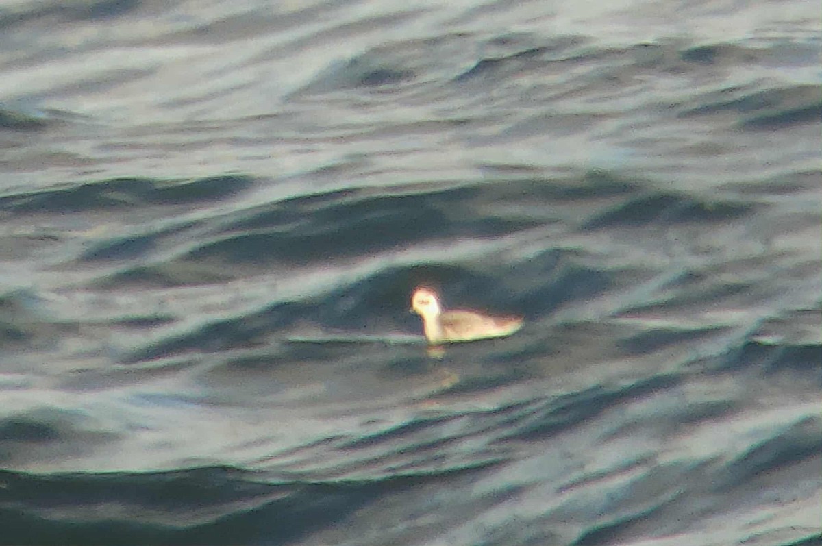 Red Phalarope - ML644763573