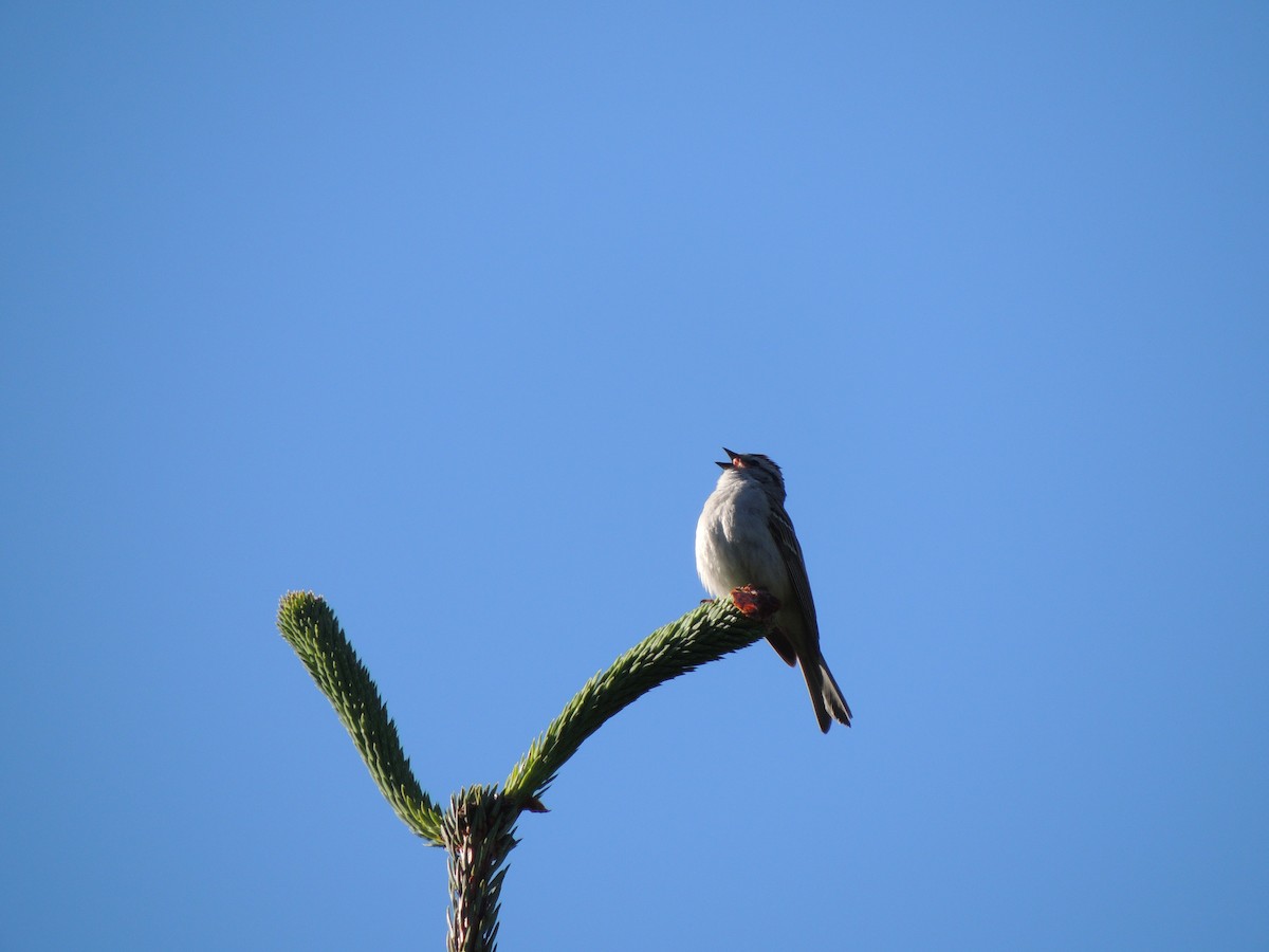 チャガシラヒメドリ - ML644763575