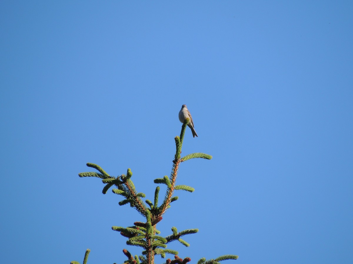 チャガシラヒメドリ - ML644763576