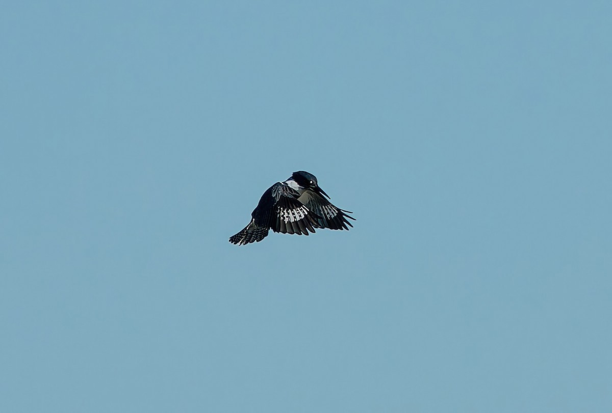 Belted Kingfisher - ML644763578