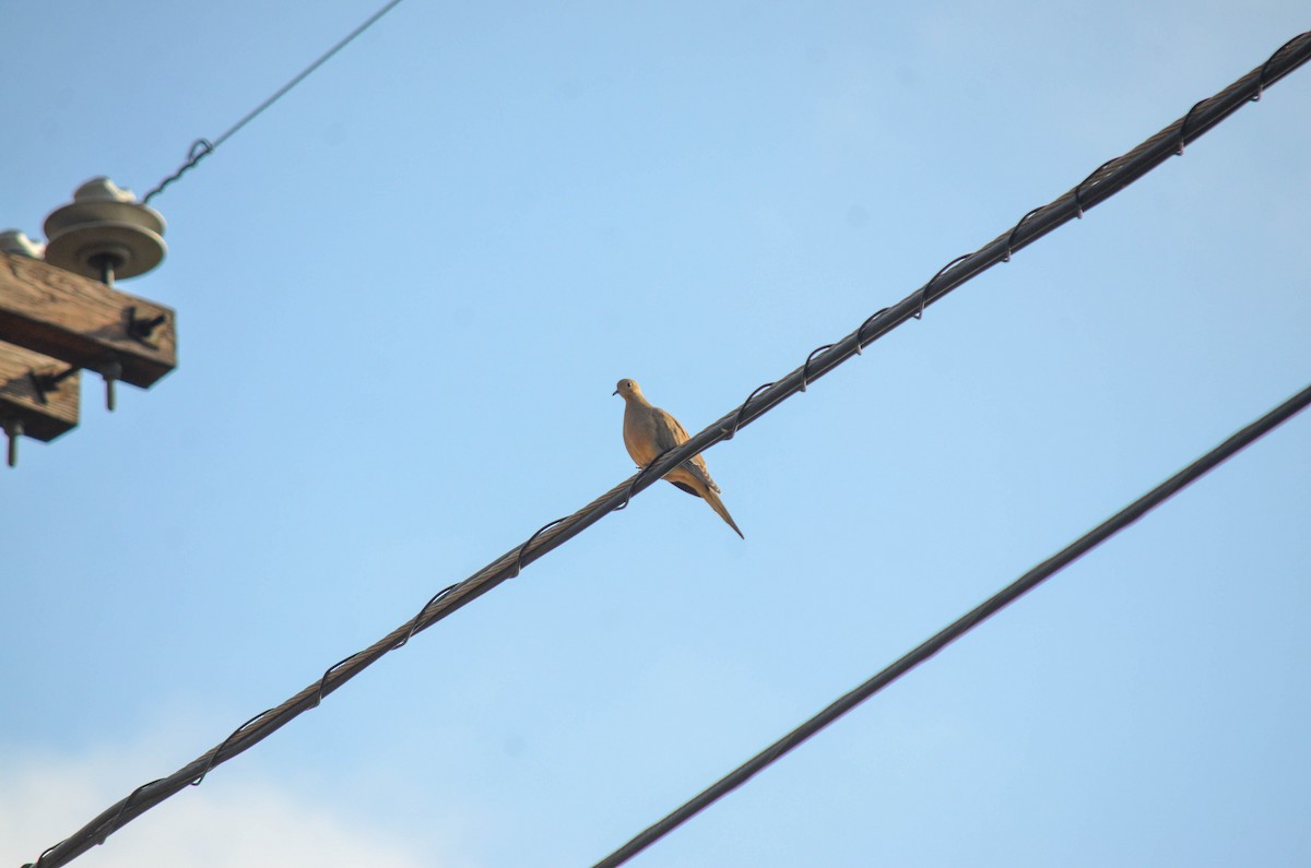 Zenaida Huilota - ML644763581