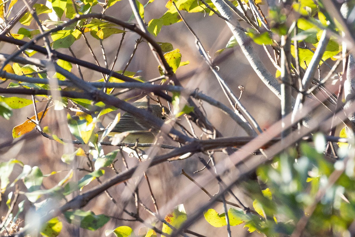Bell's Vireo - ML644763587