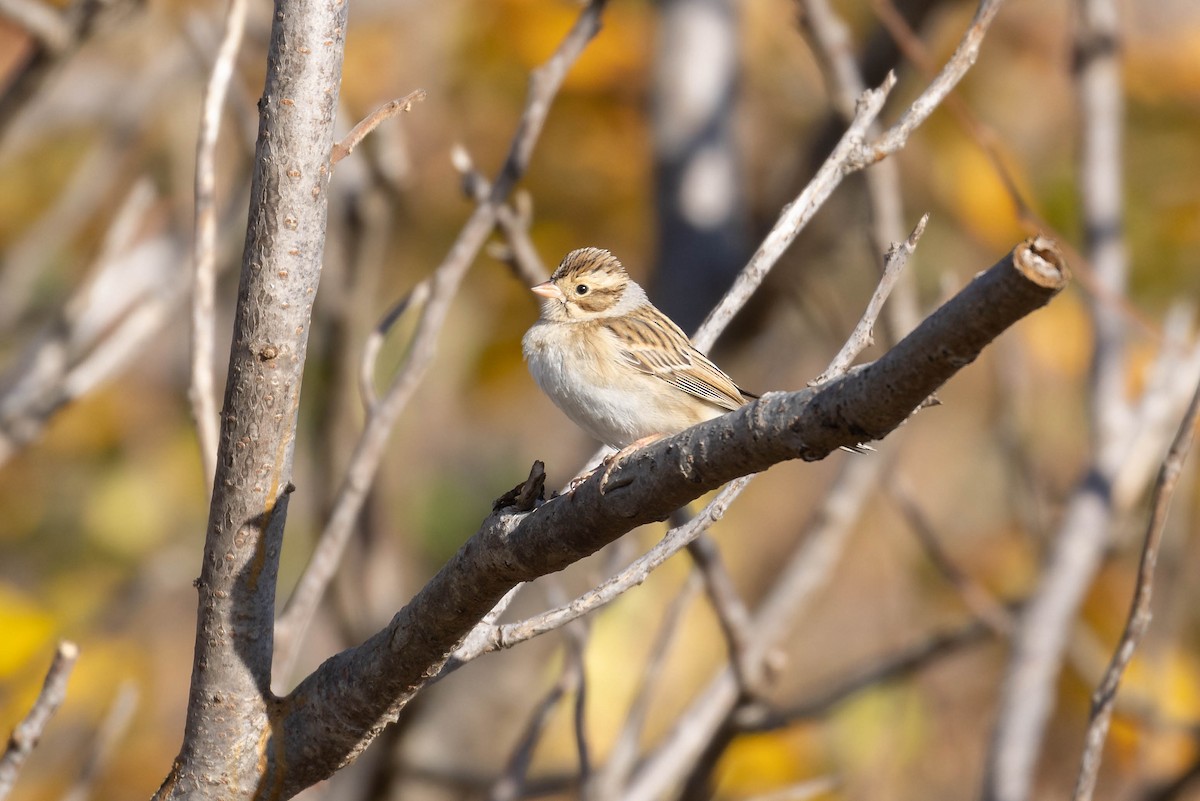 Clay-colored Sparrow - ML644763598