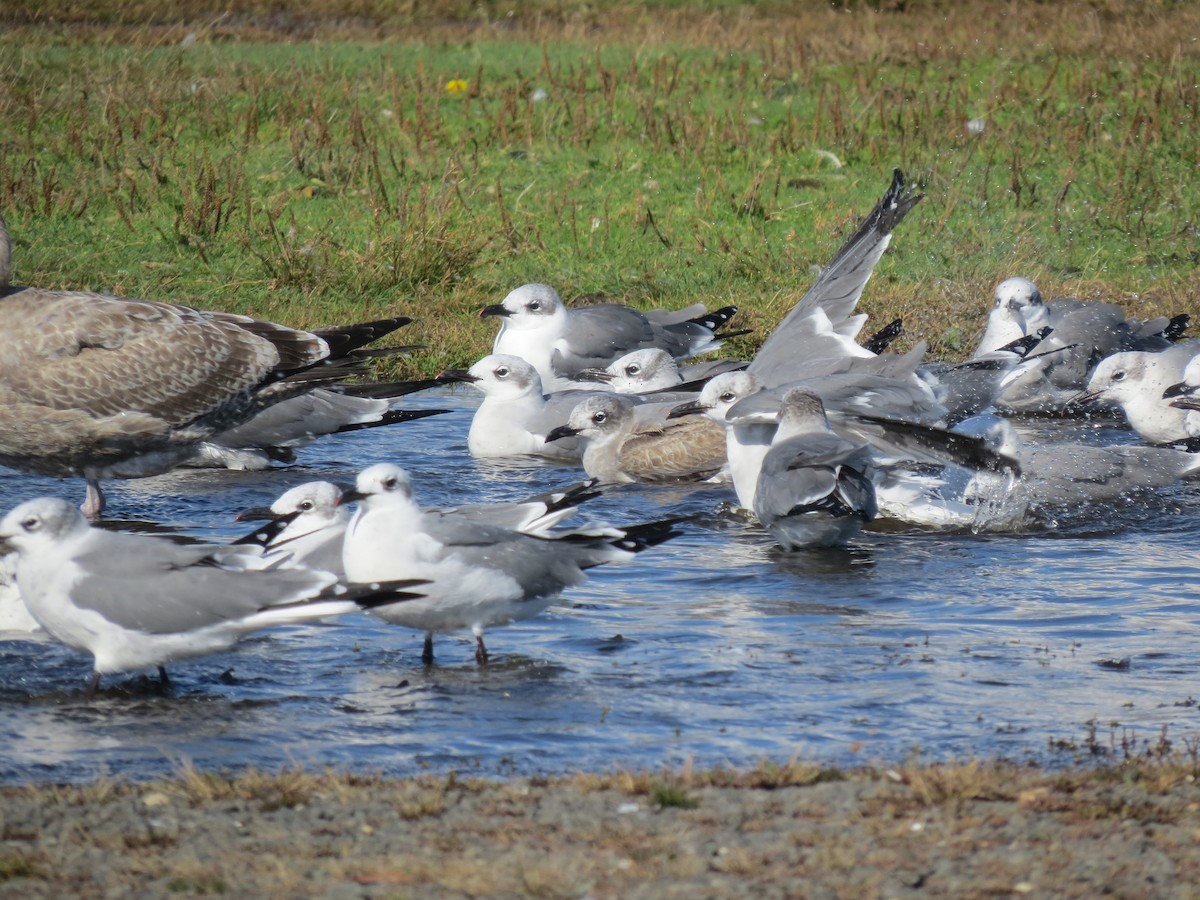 Laughing Gull - ML644763611