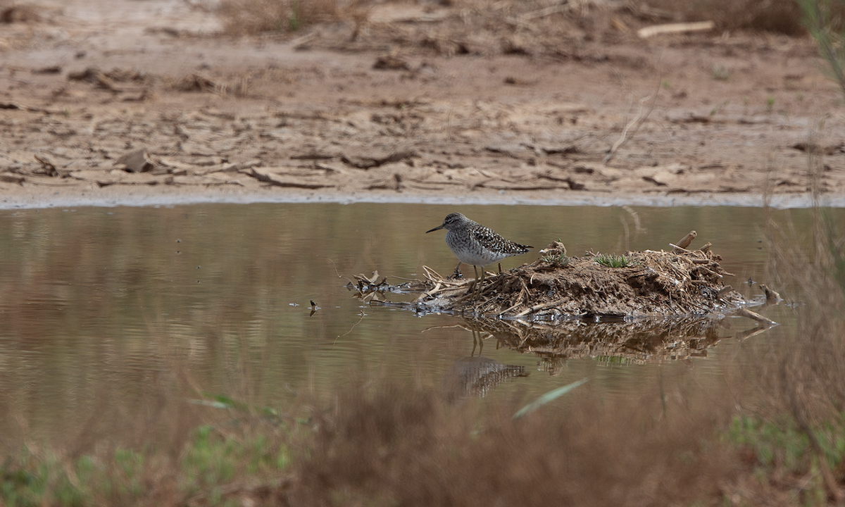 vodouš bahenní - ML644763612