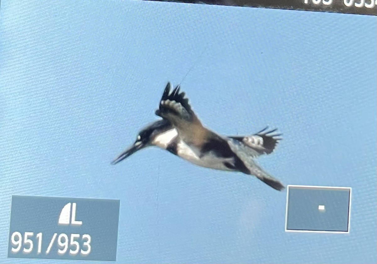 Belted Kingfisher - ML644763624