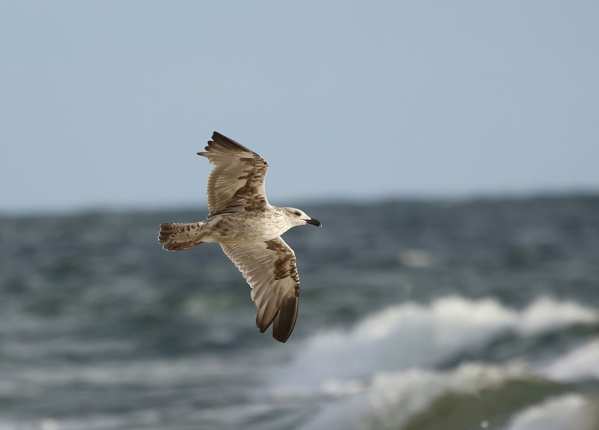 Kara Sırtlı Martı - ML644763635