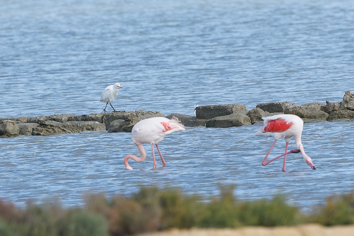Western Cattle-Egret - ML644763647