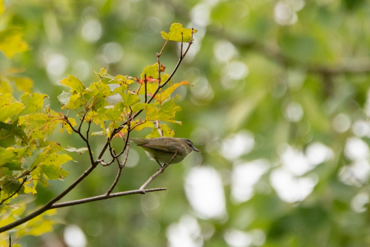 Красноглазый виреон - ML644763648