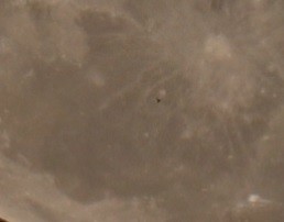 Wilson's Storm-Petrel - ML644763658