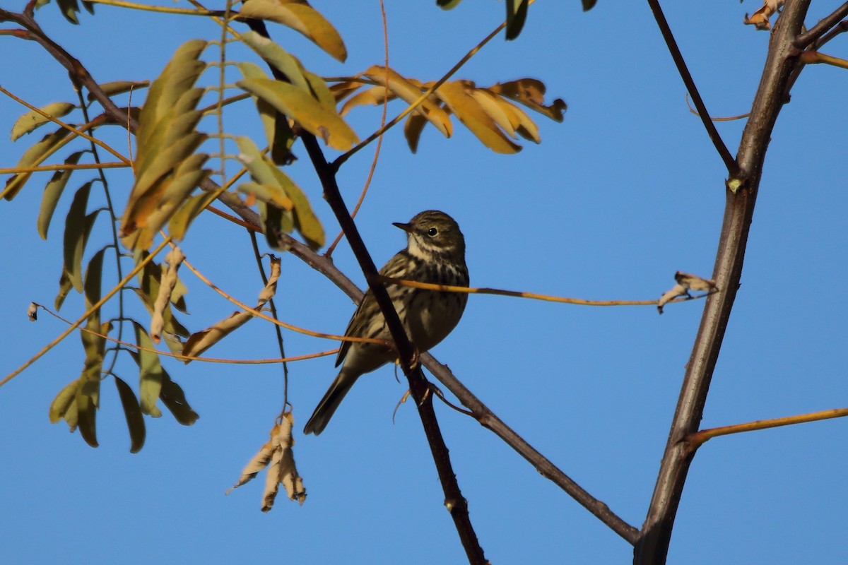 Pispola - ML644763676