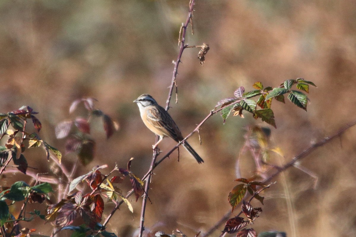 Rock Bunting - ML644763691