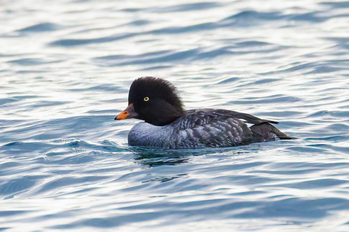Barrow's Goldeneye - ML644763704