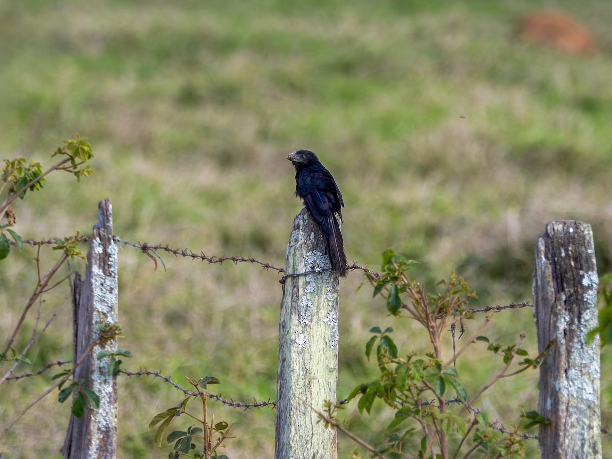 Düz Gagalı Ani - ML644763705