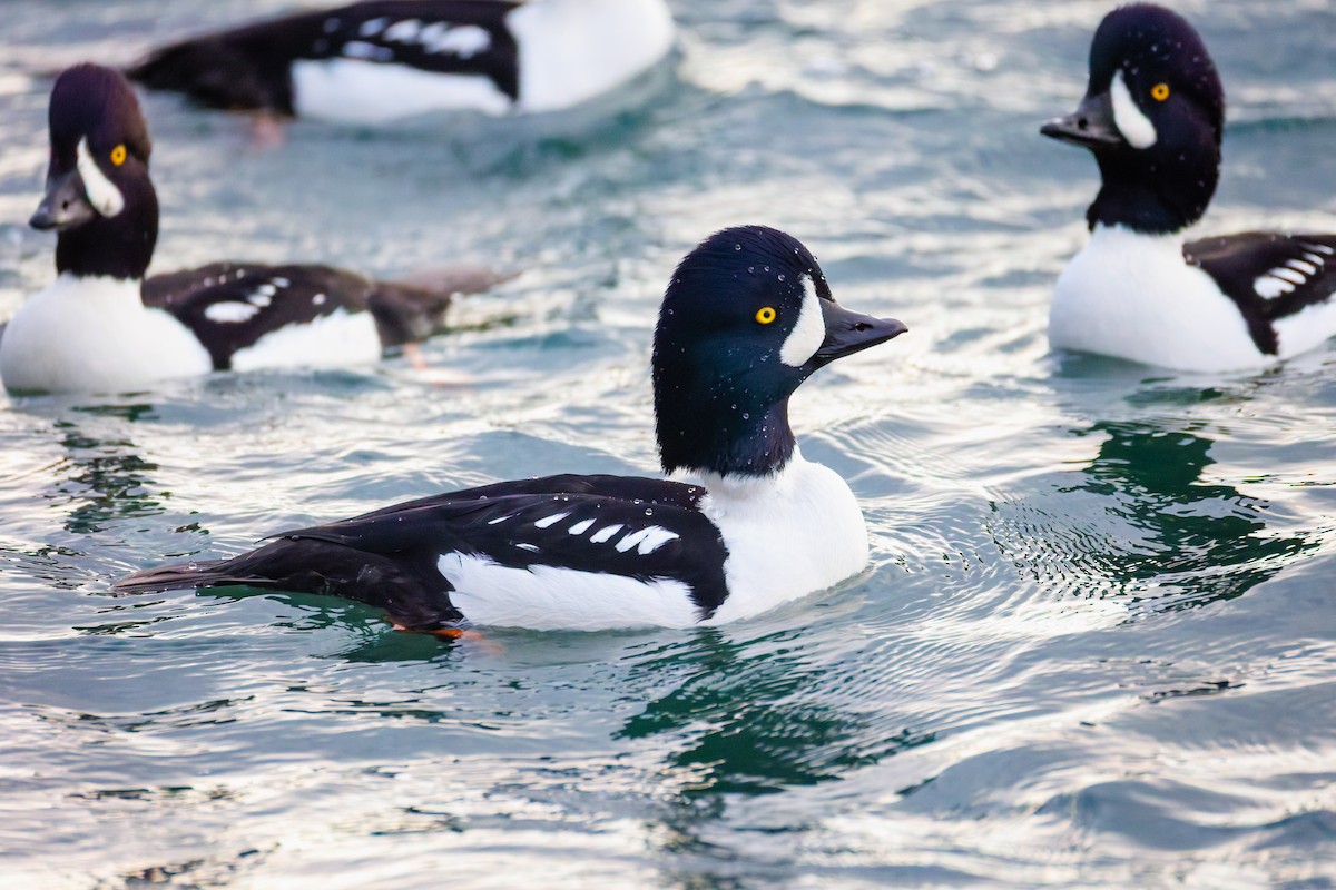 Barrow's Goldeneye - ML644763710
