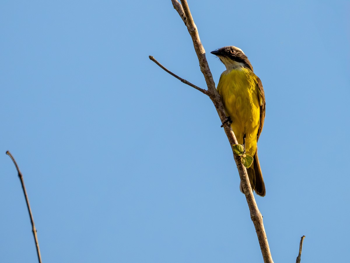 Sosyal Tiran - ML644763718