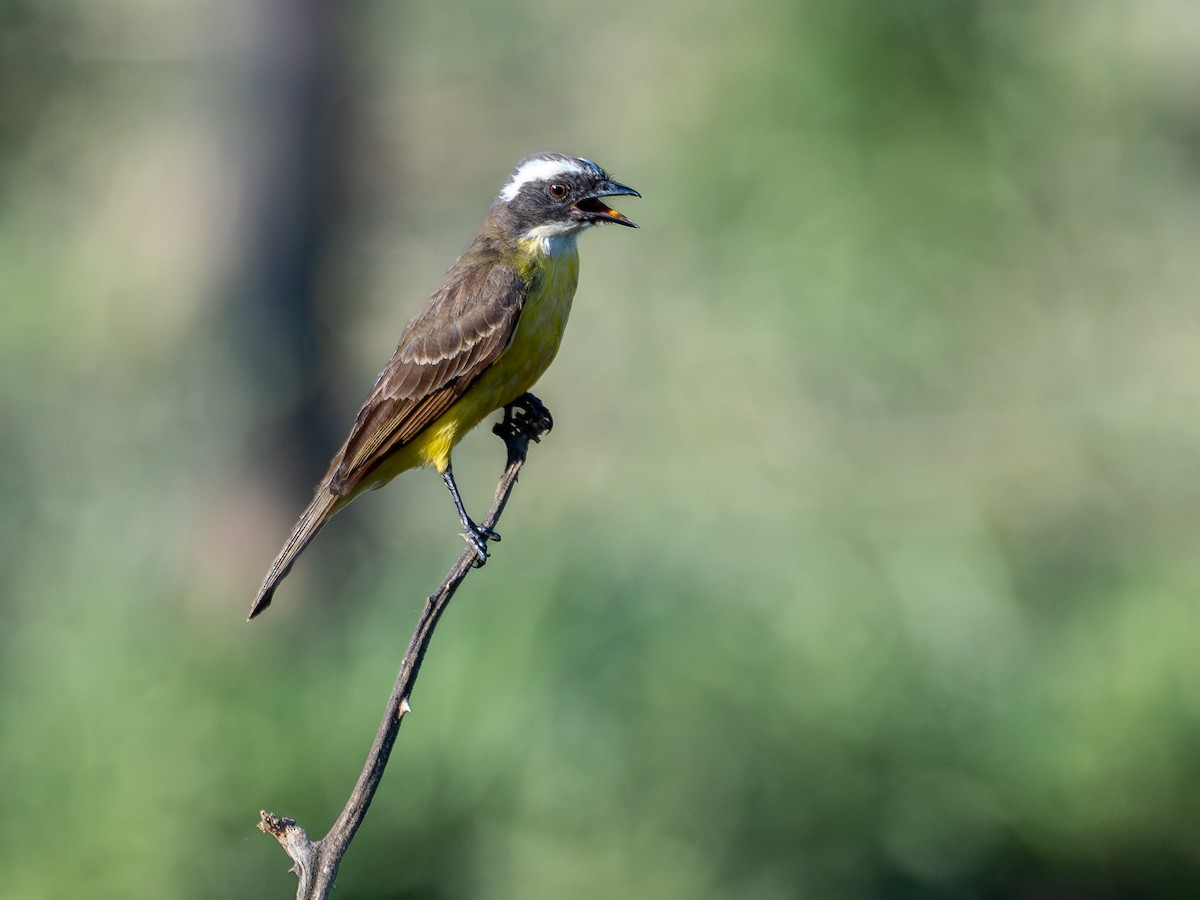 Sosyal Tiran - ML644763719