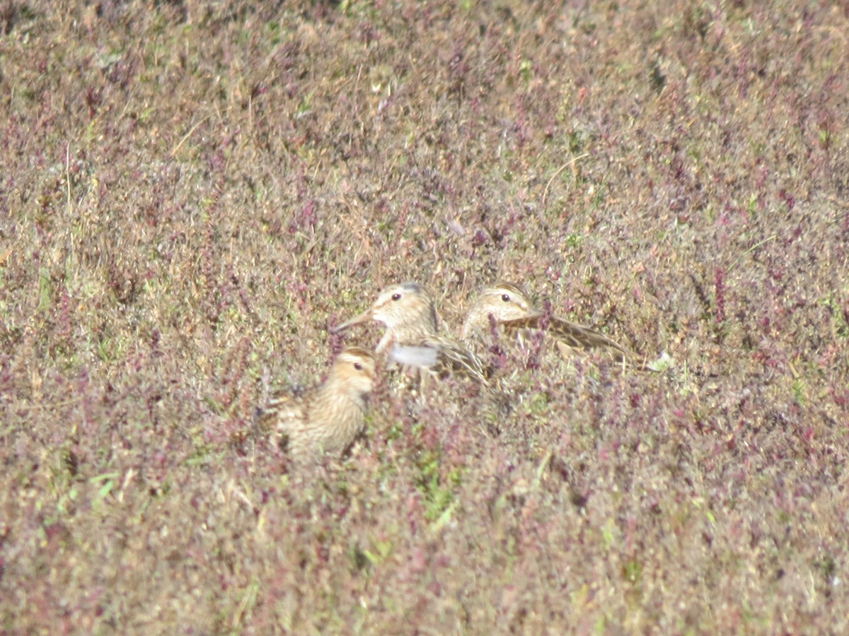 Pectoral Sandpiper - ML644763727