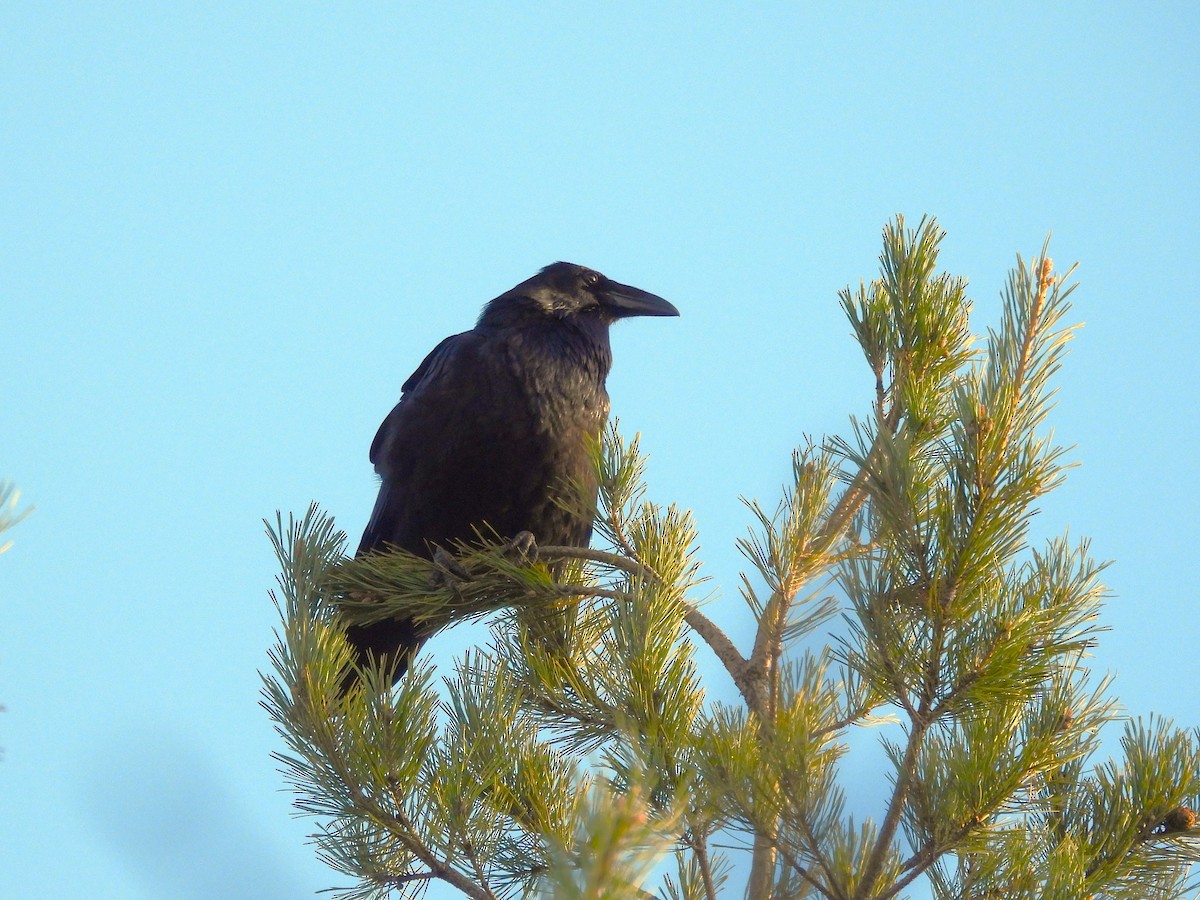 עורב שחור - ML644763737