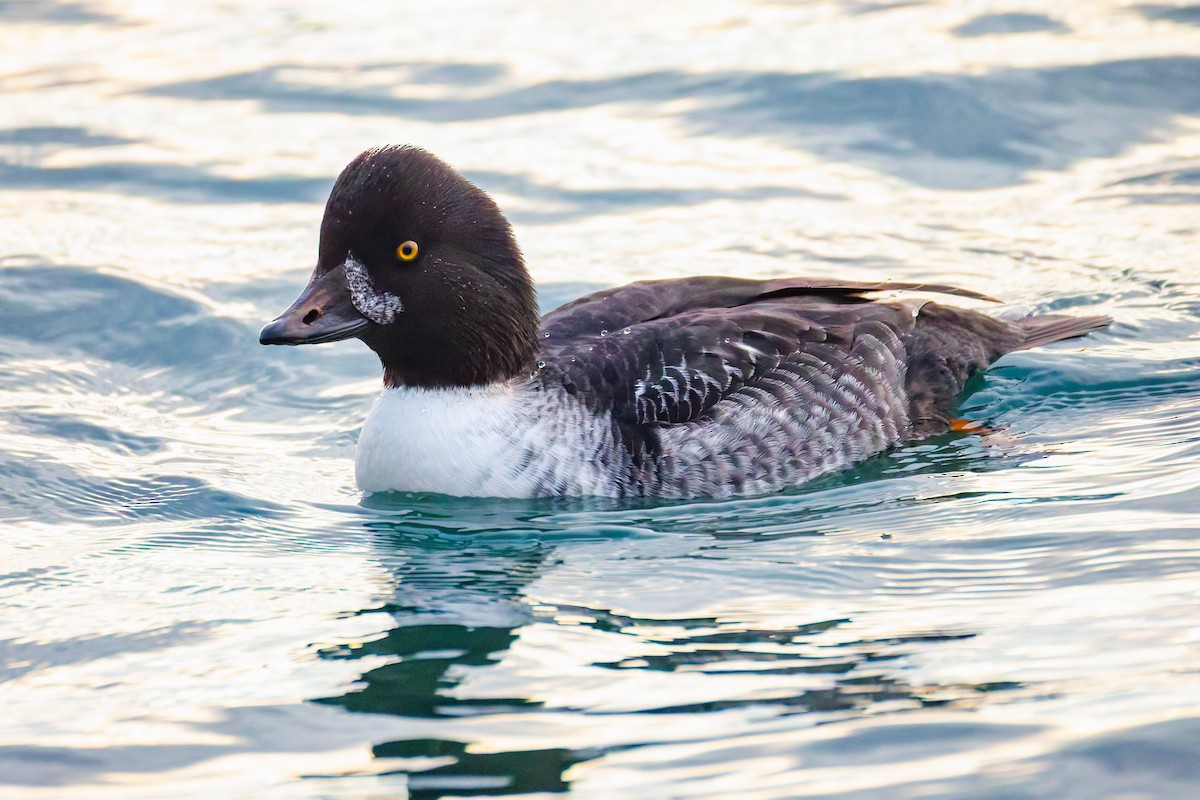 Barrow's Goldeneye - ML644763739
