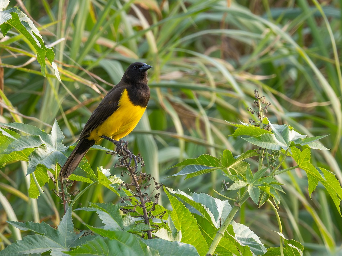 Yellow-rumped Marshbird - ML644763742