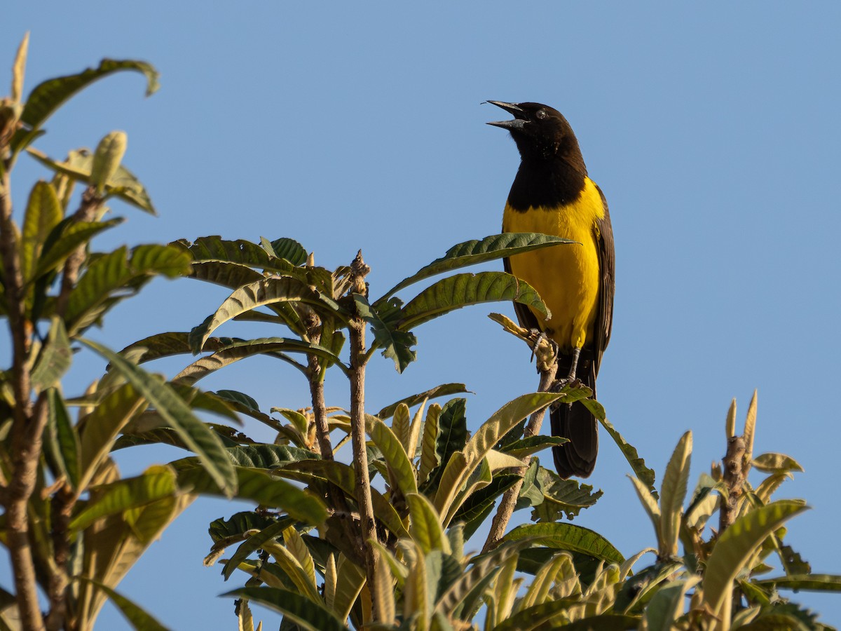 Yellow-rumped Marshbird - ML644763743