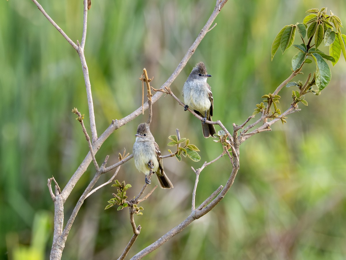 Yellow-bellied Elaenia - ML644763771