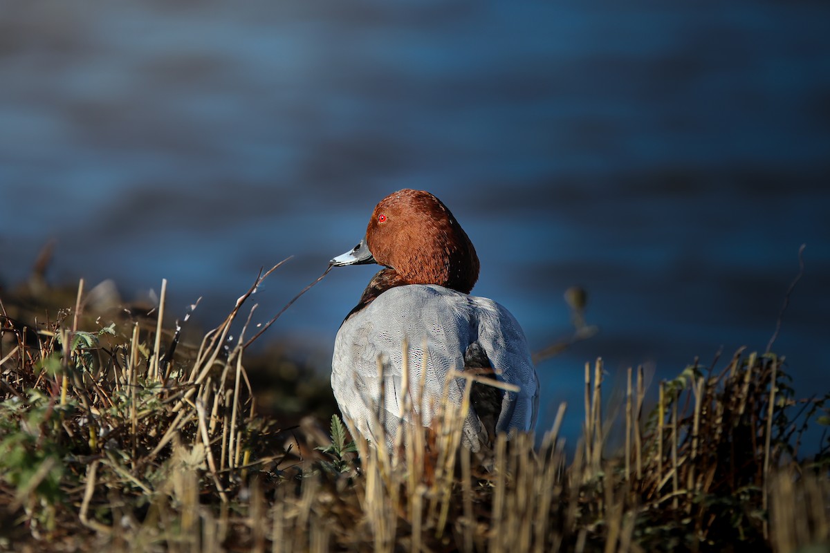 taffeland - ML644763782