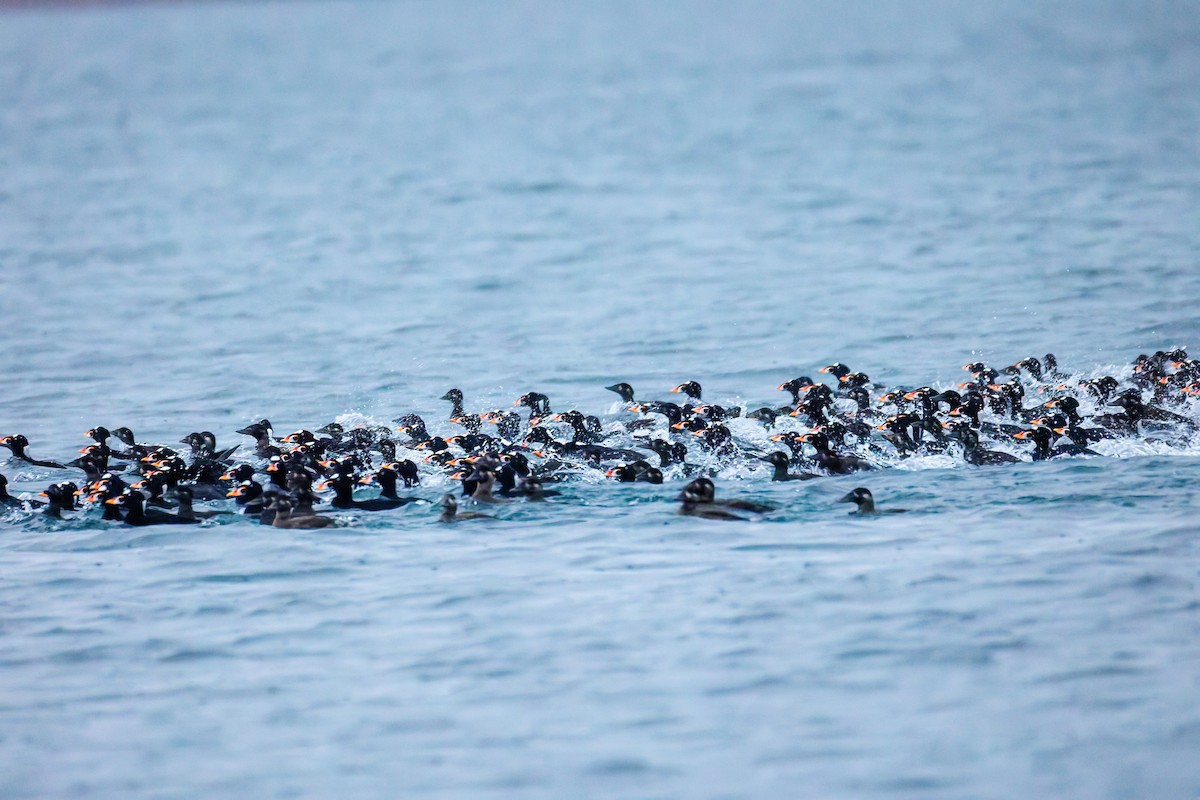 Surf Scoter - ML644763784